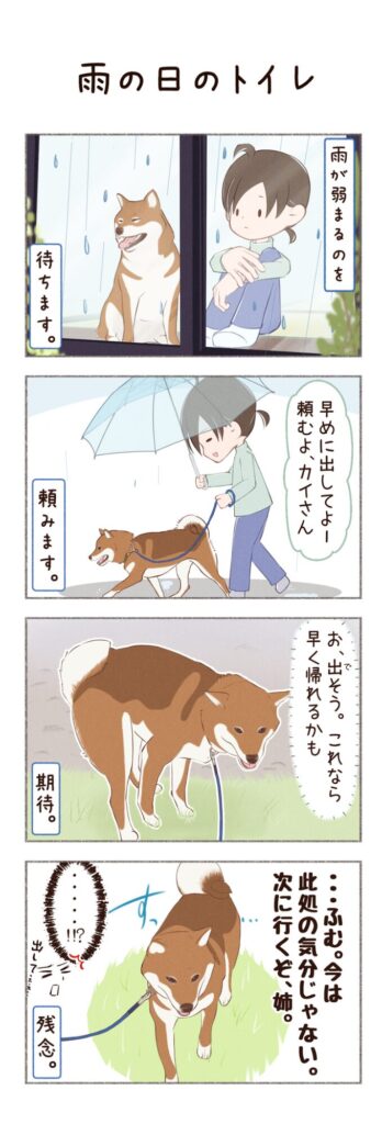 柴犬との日常を描いた4コママンガ。タイトル「雨の日のトイレ」。柴犬カイさんの、雨の日のトイレ事情のお話。1枚目