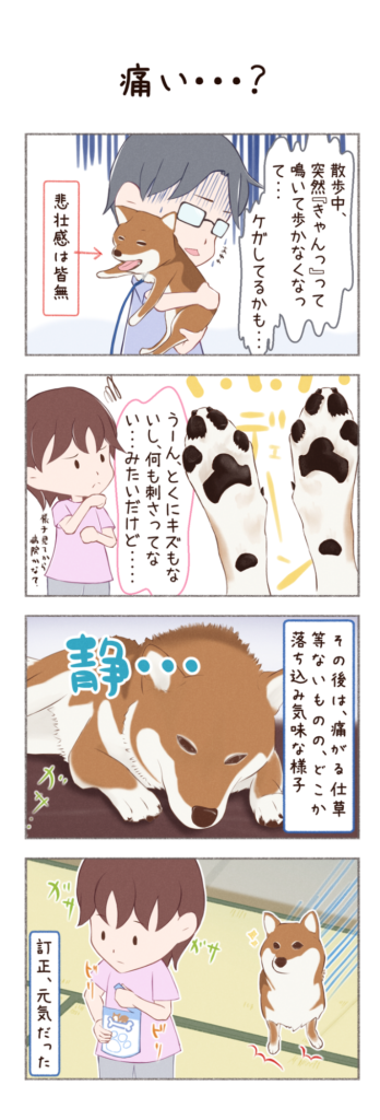 柴犬との日常を描いた4コママンガ。タイトル「痛い・・・?」。柴犬カイさんが足を痛めて帰ってきた(?)お話。1枚目