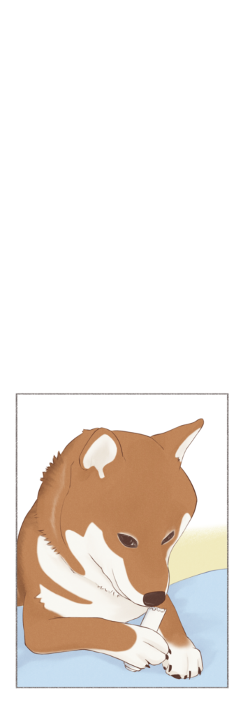 柴犬との日常を描いた4コママンガ。タイトル「痛い・・・?」。柴犬カイさんが足を痛めて帰ってきた(?)お話。2枚目