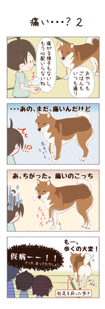柴犬との日常を描いた4コママンガ。タイトル「痛い・・・?2」。柴犬カイさんが足を痛めて帰ってきた(?)、その後のお話。1枚目