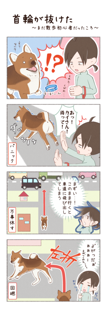 柴犬との日常を描いた4コママンガ。タイトル「首輪が抜けた」。柴犬カイさんがまだ、散歩の初心者だったころのお話。1枚目