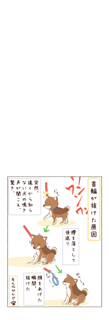 柴犬との日常を描いた4コママンガ。タイトル「首輪が抜けた」。柴犬カイさんがまだ、散歩の初心者だったころのお話。2枚目