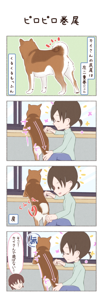 柴犬との日常を描いた4コママンガ。タイトル「ピロピロ巻尾」。柴犬カイさんの尻尾に関するお話。1枚目