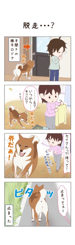 柴犬との日常を描いた4コママンガ。タイトル「脱走・・・？」。自由に外に出てしまったときのお話。1枚目