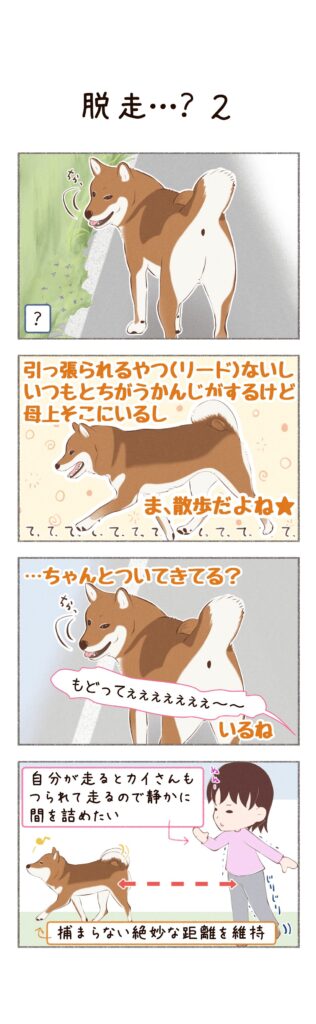 柴犬との日常を描いた4コママンガ。タイトル「脱走・・・？」。自由に外に出てしまったときのお話。2枚目