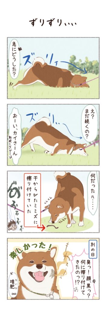 柴犬との日常を描いた4コママンガ。タイトル「ずりずりぃぃ」。柴犬のカイさんが散歩中、突然地面に体を擦りつけ出したお話。1枚目