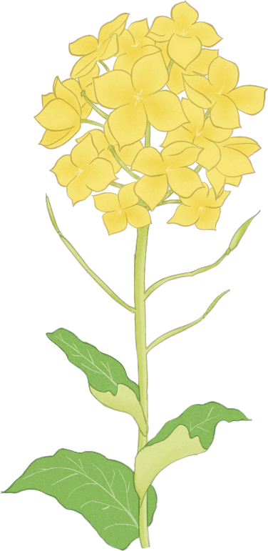 菜の花の一本イラスト。和風・水彩風の優しい春の素材。