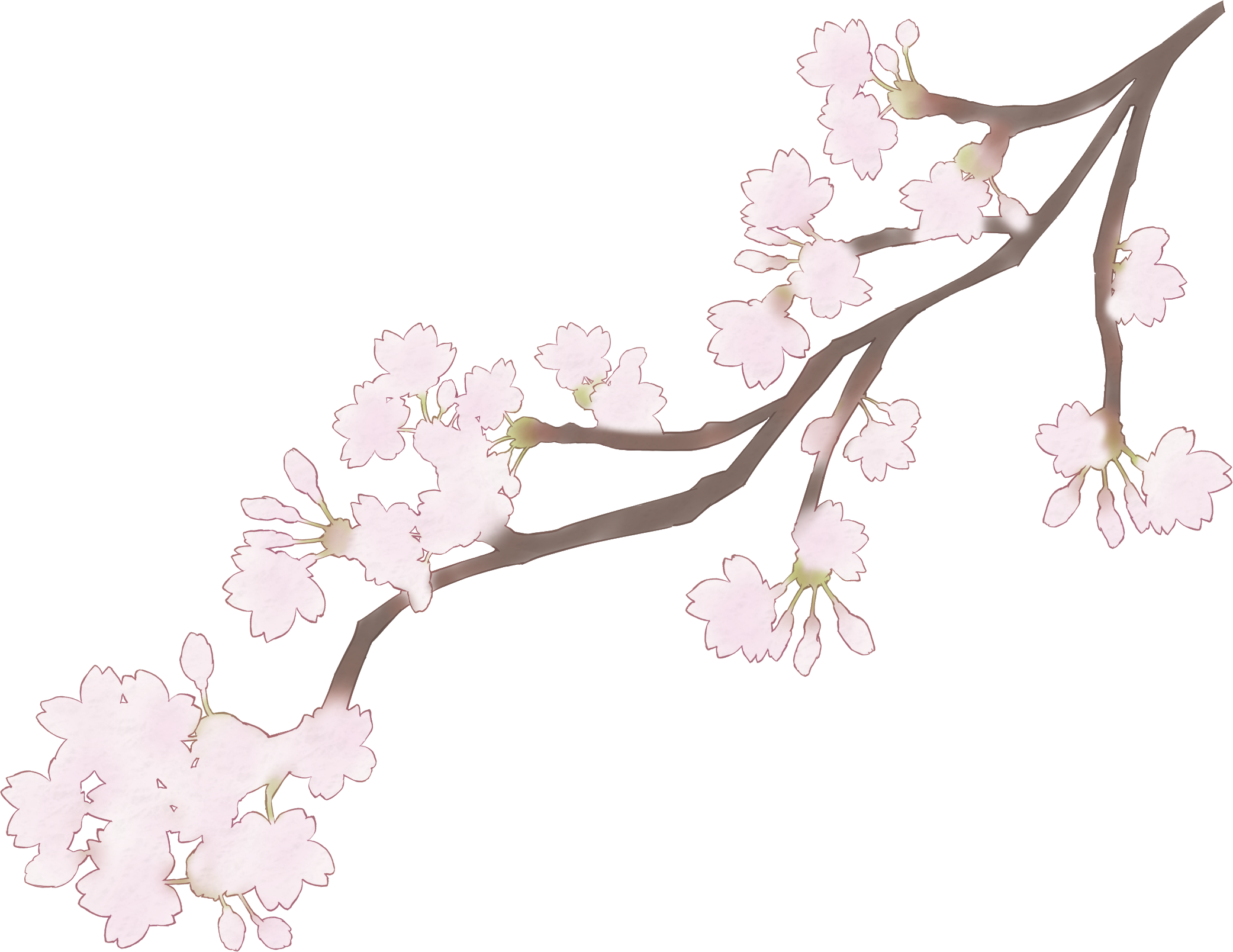 桜 花びら 枝　ぼかし イラスト 透過