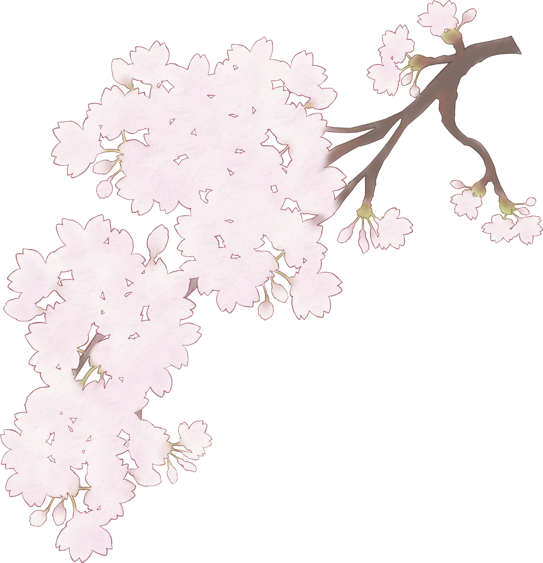 桜 花びら 枝　ぼかし イラスト 透過