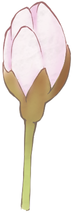桜 つぼみ 一輪 イラスト 透過
