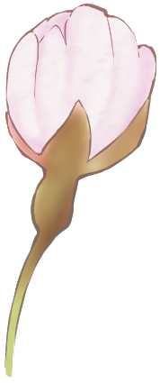 桜 つぼみ イラスト 透過