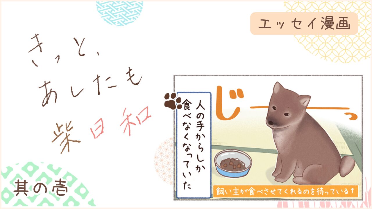 柴犬との暮らしをエッセイ漫画で紹介。『きっと、あしたも柴日和』の第1話。アイキャッチ