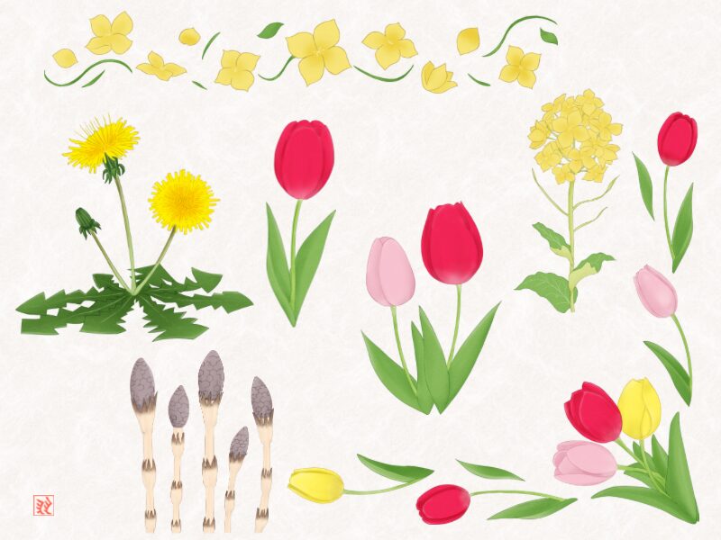 菜の花 チューリップ つくし たんぽぽのイラスト一覧で紹介
