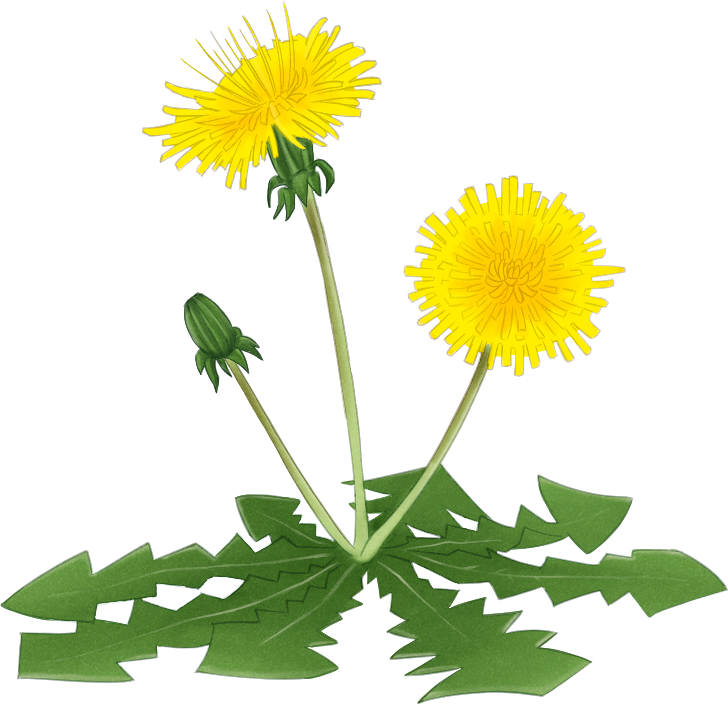 たんぽぽとつぼみのイラスト。和紙の質感がある優しい黄色。