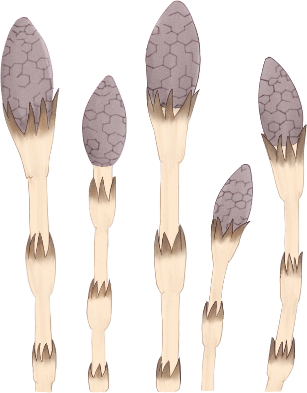 つくしのイラスト。和風・水彩風の透過素材