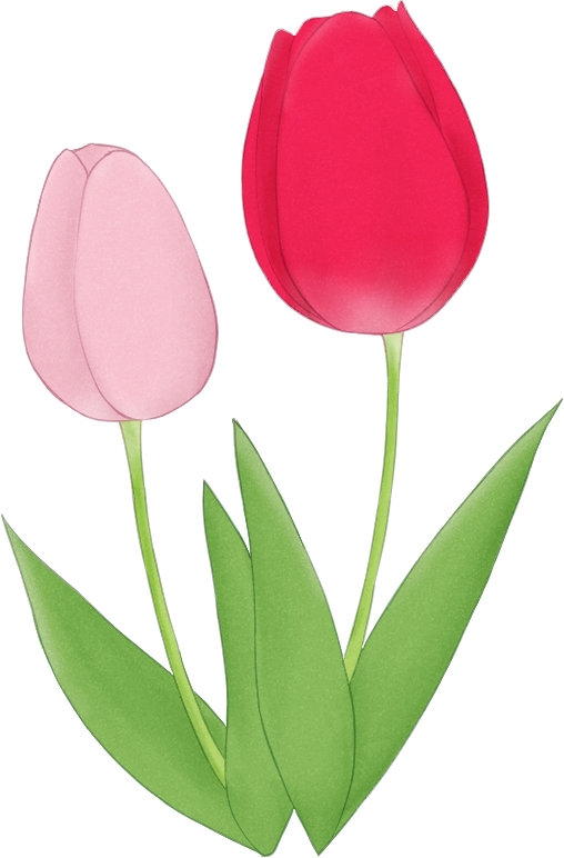 ピンクと赤のチューリップ二輪イラスト。和風・水彩風の透過素材